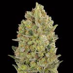 00 Cheese   5 u. fem. 00 Seeds