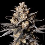 Apple Bananas 25 u. fem. 00 Seeds