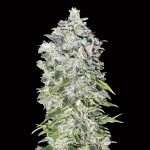 Auto 00 Kush
