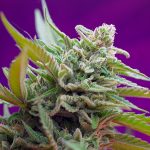 Black Jack Auto