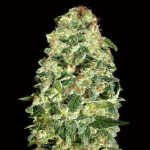 Auto California Kush 100 u. fem. 00 Seeds