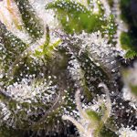 Cream Caramel Auto