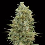Auto Do-Si-Dos Cookies