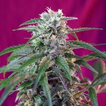 Green Poison Auto