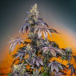 Red Gorilla Girl XL Auto