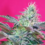 Sweet Cheese Auto