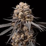 Bubba?s Gift   5 u. fem. 00 Seeds