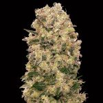 Caramel Kush