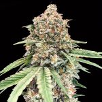 Chocolate Kush   5 u. fem. 00 Seeds