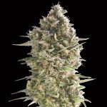 Do-Si-Dos Cookies  100 u. fem. 00 Seeds