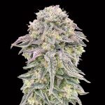 Mimosa   3 u. fem. 00 Seeds