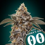 Auto Bubba´s Gift