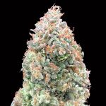 Auto Chocolate Skunk XXL   5 u. fem. 00 Seeds