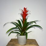 BROMELIA