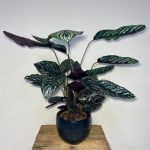 CALATHEA ORNATA