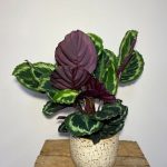 Calathea medallion