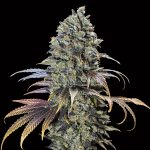 Chocolate Cream   5 u. fem. 00 Seeds