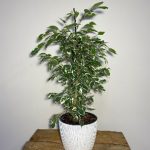 FICUS BENJAMINA