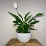 Spathiphyllum